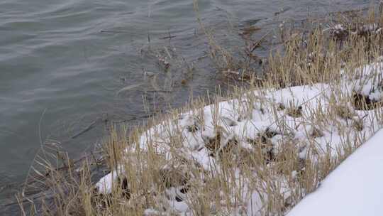 4K下雪天雪中风吹湖面岸边水波纹