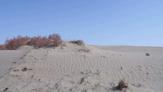 沙漠沙丘与红色植被景观