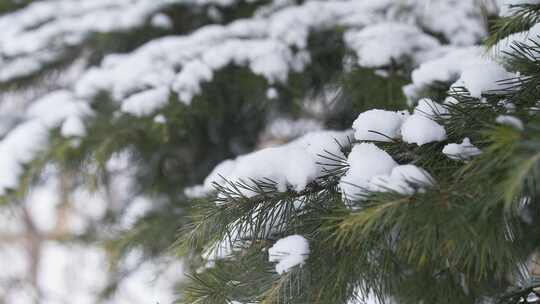 冬天下雪唯美雪景松树枝头被雪覆盖