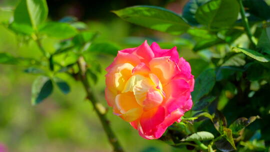 玫瑰花 月季花 花朵 鲜花 春暖花开