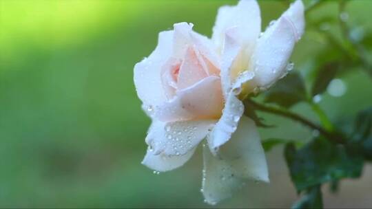 白玫瑰的特写镜头