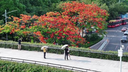 中国广东省广州市白云区白云大道南凤凰花