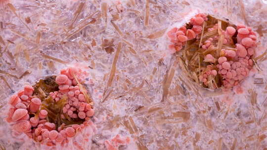 粉色牡蛎蘑菇生长的时间推移视频素材模板下载
