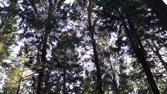 仰拍森林中高大的松树视频素材模板下载