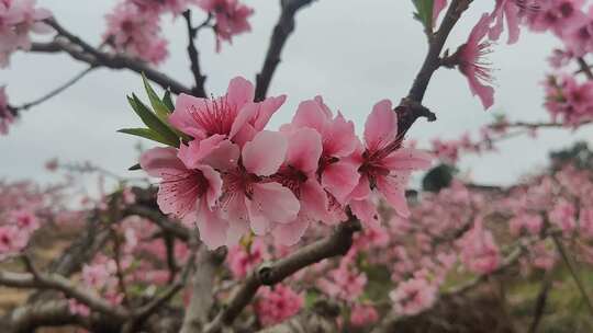 成都春天龙泉桃花山视频素材模板下载