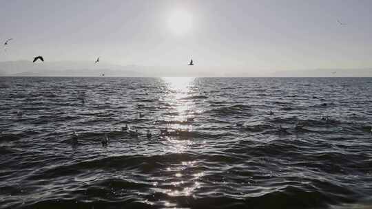 清晨湖面洱海日出海鸥