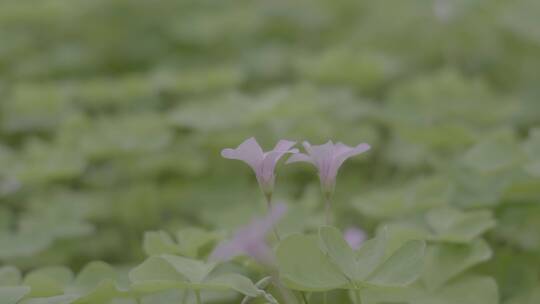 植物空镜头