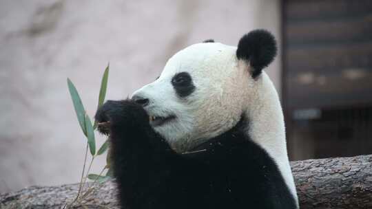 4K-开心干饭的大熊猫视频素材模板下载