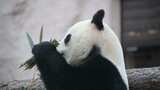 4K-开心干饭的大熊猫高清在线视频素材下载