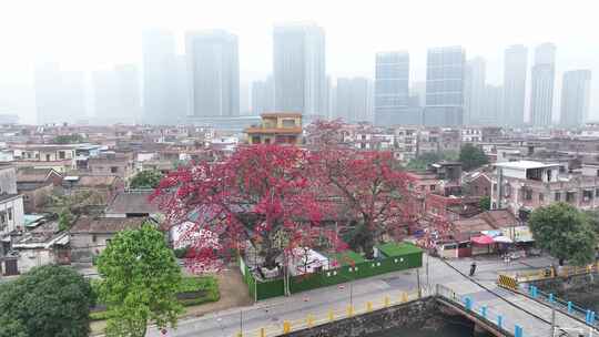 中国广东省佛山市南海区夏北河北书院木棉花