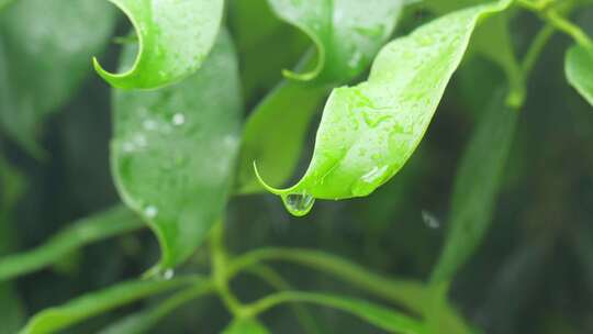 下雨天桂花树金桂八月桂花植物水滴升格