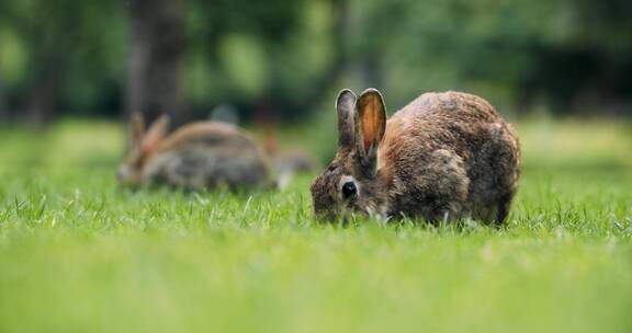 野兔们在吃草
