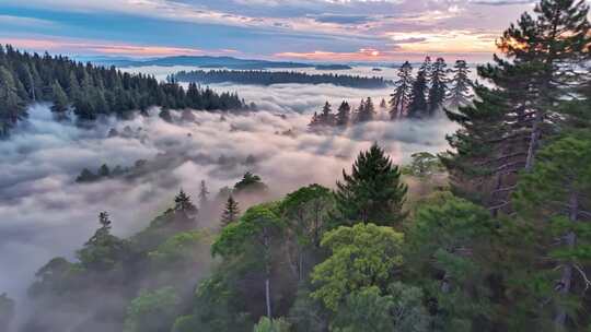 森林阳光云海森林云雾缭绕树林山大自然风景