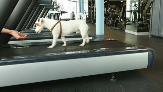 小狗在跑步机上运动