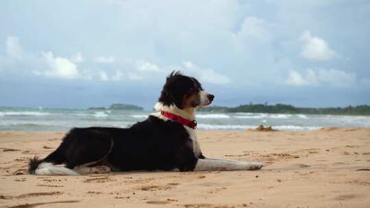 有趣的狗躺在海边的沙滩上