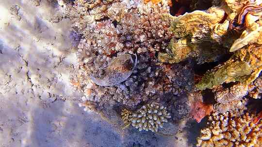 珊瑚 海洋 海底  海底世界视频素材模板下载