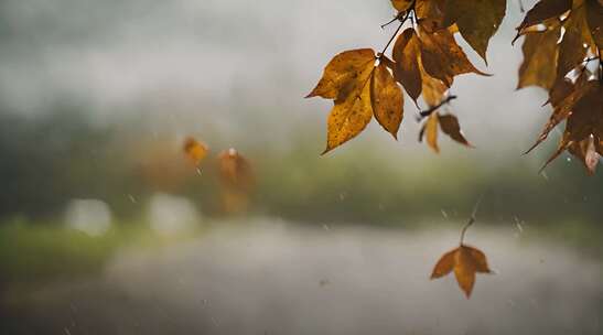 秋天的雨落在枯树叶上