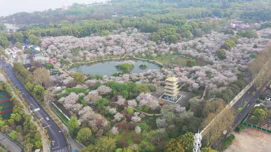 航拍武汉东湖樱花园夜景灯光秀樱花夜樱