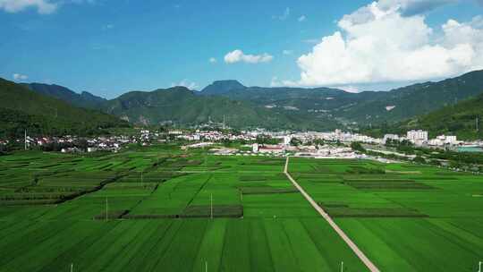 航拍绿油油杂交水稻种植农田乡村