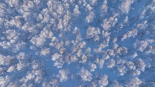 航拍雪野白桦林雾凇