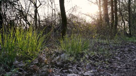 春天日落时的森林地面