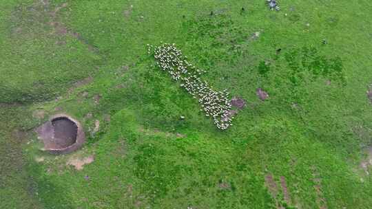 祁连山草原上的羊群