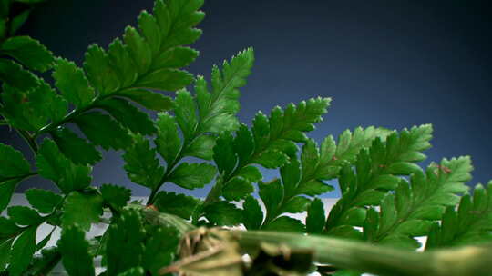 植物萃取精华液创意镜头