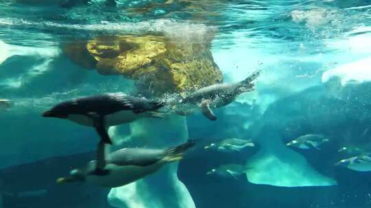 企鹅在水下快速游动视频素材模板下载