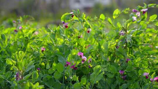 相机高清摄农村菜田豌豆花开(6)