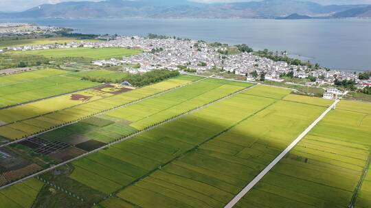 稻田秋天秋收湖泊颜色航拍摄影