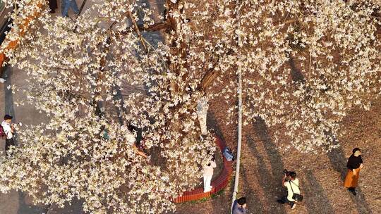 中国广东省广州市天河区华南师范大学异木棉视频素材模板下载