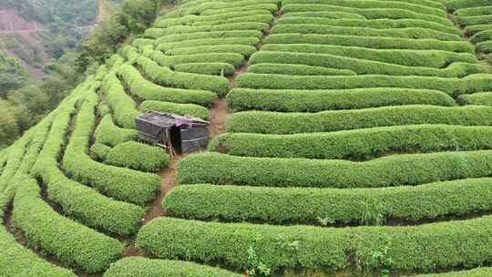 茶山 茶园航拍