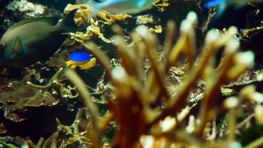 成群的海鱼沿着珊瑚礁游动