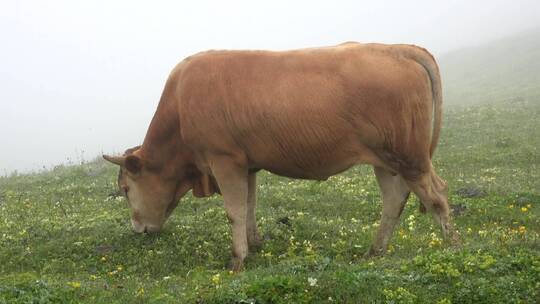 在有雾的山谷里吃草的公牛