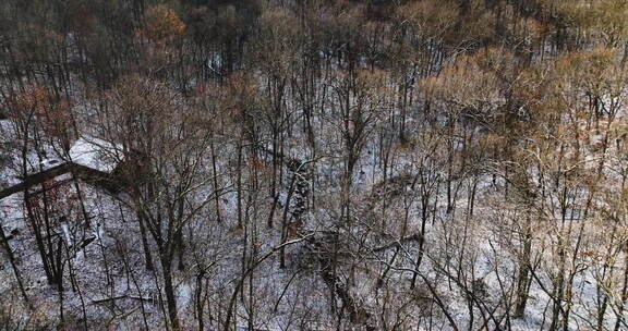 冬天的阿肯色州塞科亚山，光秃秃的树木被雪