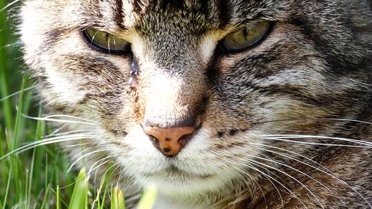 草地上的猫咪特写