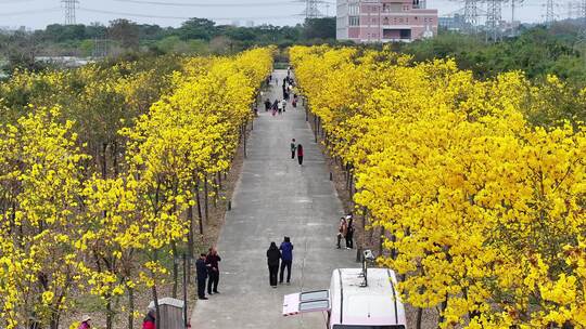 中国广东省广州市番禺区石基镇海傍水乡视频素材模板下载