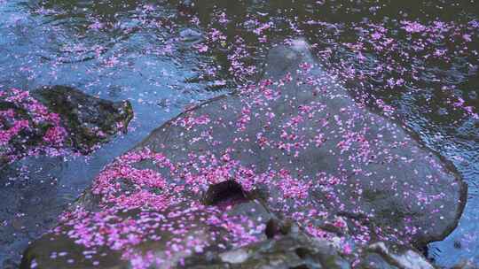 雨天凋零的梅花花瓣