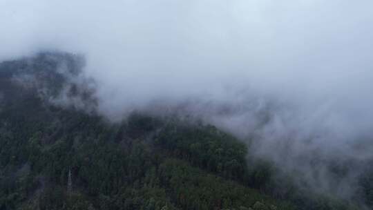 4K震撼山峰森林云海