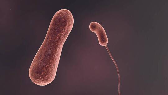 医学病原体病毒病原体病菌细菌医学三维动画