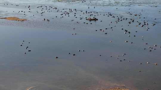 白鹭 野鸭 湖泊 湿地 保护环境 栖息地