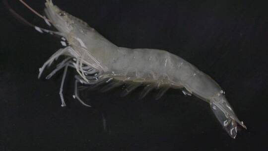 一只鲜活海虾慢镜头LOG视频素材模板下载
