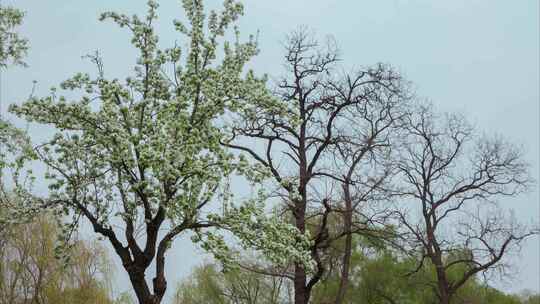 梨花梨树枯树枯枝春天开春