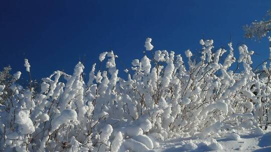 冰雪树枝