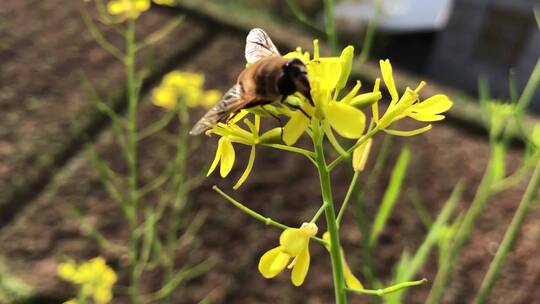 春天蜜蜂油菜花实拍高清视频素材
