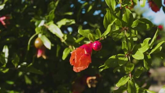 花园里美丽的橙色石榴花