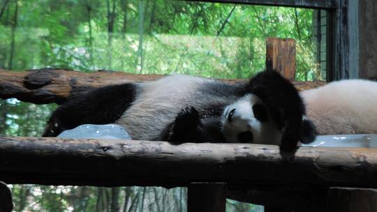 大熊猫在动物园的木凳上放松睡觉