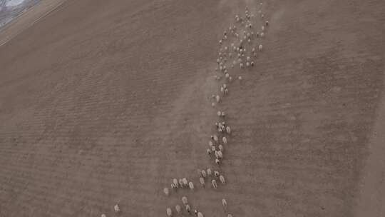 大草原牧场奔跑的羊群fpv穿越机航拍4K