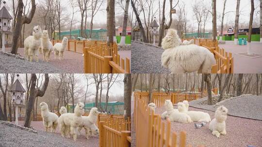动物园羊驼4K/可爱动物