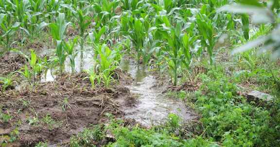 庄稼 三农 农业 雨后的玉米地 水淹玉米地